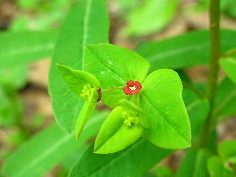 Euphorbia dulcis / Euforbia bitorzoluta